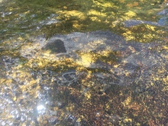 Podostemum ceratophyllum
