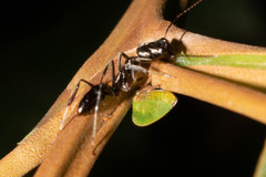 Odontomachus