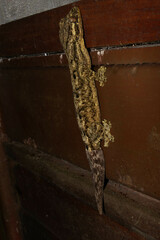 Thecadactylus solimoensis