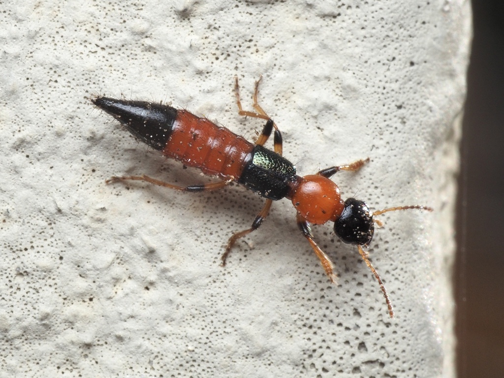 Paederus littoralis