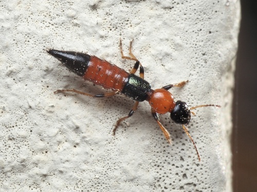Paederus littoralis