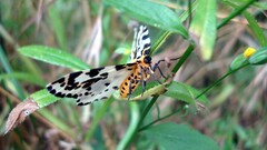 Abraxas grossulariata