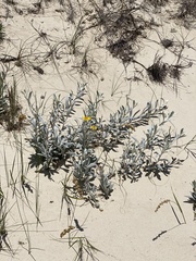 Senecio crassiflorus