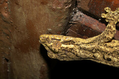 Thecadactylus solimoensis