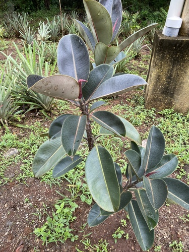 Ficus elastica image