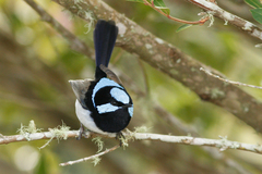 Malurus cyaneus cyanochlamys