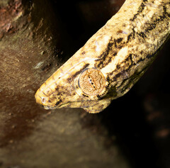 Thecadactylus solimoensis