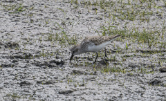 Calidris pusilla