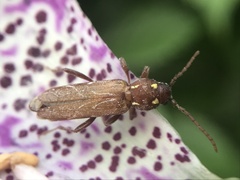 Xylotrechus quadrimaculatus