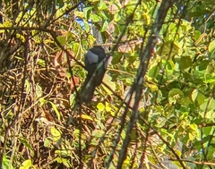 Trogon massena