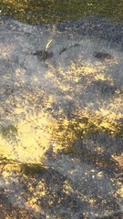 Podostemum ceratophyllum