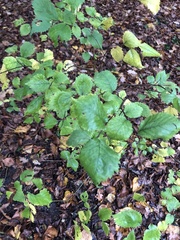 Ulmus glabra