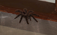 Avicularia juruensis