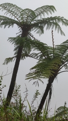 Sphaeropteris lepifera