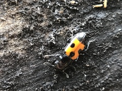 Glischrochilus moratus