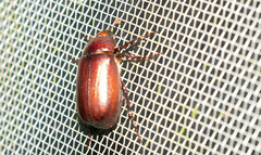 Melolonthinae