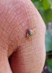 Amblyomma cajennense