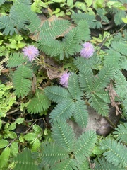 Mimosa sensitiva