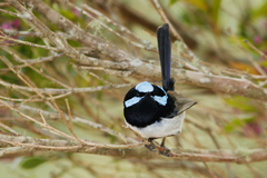 Malurus cyaneus cyanochlamys