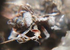 Ophiocordyceps unilateralis