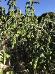 Thymelaea
