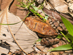 Leptodactylus pentadactylus