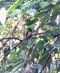 Trogon rufus
