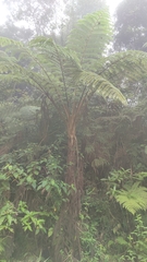 Sphaeropteris lepifera