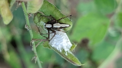 Oxyopes shweta