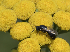 Hylaeus