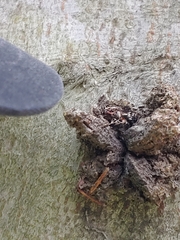 Ophiocordyceps unilateralis