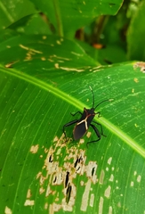 Leptoscelis conspicuus