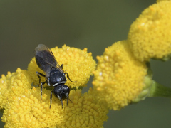 Hylaeus