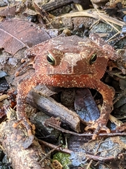 Rhinella alata