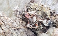 Ophiocordyceps unilateralis