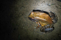 Leptodactylus pentadactylus