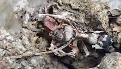 Ophiocordyceps unilateralis