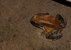 Leptodactylus pentadactylus