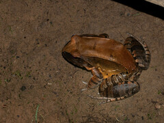 Leptodactylus pentadactylus