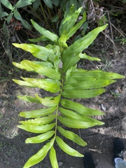 Acrostichum danaeifolium