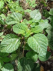 Urtica dioica