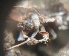 Ophiocordyceps unilateralis