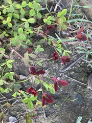 Trifolium resupinatum