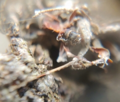 Ophiocordyceps unilateralis