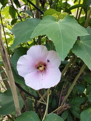 Hibiscus mutabilis
