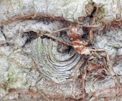 Ophiocordyceps unilateralis
