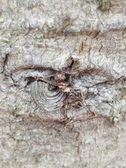 Ophiocordyceps unilateralis