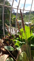 Plantago australis