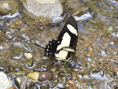 Heraclides torquatus