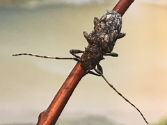 Aegomorphus modestus